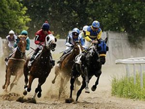 The Performance of Endurance Horses